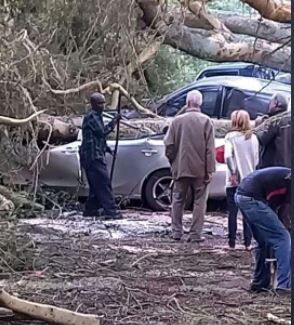 Onlookers at the scene where cars were destroyed by a fallen tree in Naivasha