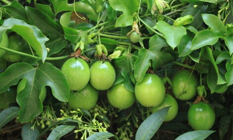 Passion fruits.