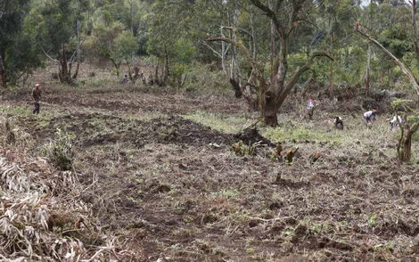 People clearing a section of a forest in Elgeyo-Marakwet County.