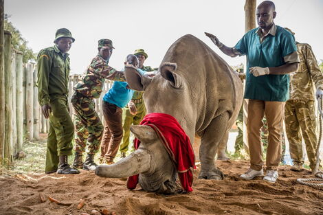 Photo of Kenya Wildlife Services faculty posed with one of the Northern White rhinos taken on August 23, 2019.