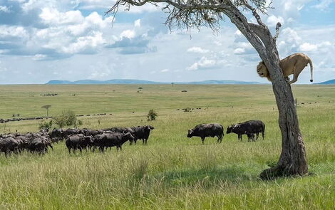 Photo of lion up a tree taking shelter from a herd of buffaloes taken on Jan 17, 2021, by Norwegian photographer Olav Thockle at the Masai Mara Game Reserve in Kenya.