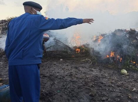 Police burn down part of the bhang seized in Kedong ranch, Naivasha