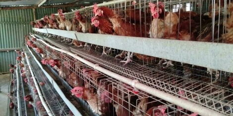 Poultry in battery cages in Kenya