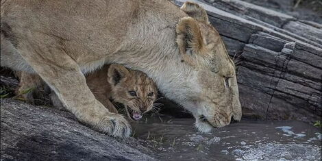 Pride of Lions