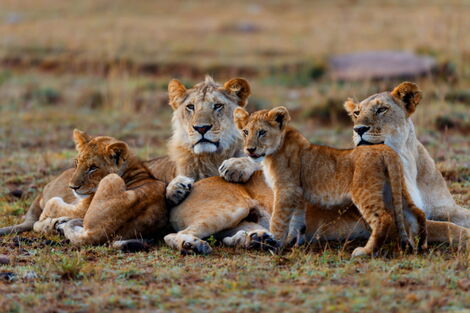 A pride of lions pictured.