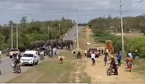 Residents and Motorists Watch as Eight Stray Elephants Cross the Mombasa-Nairobi Highway