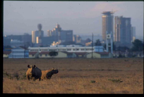 Rhinos pictured at the Nairobi National Park.