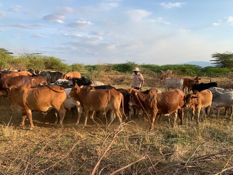 An image of Ruto and his cattle 