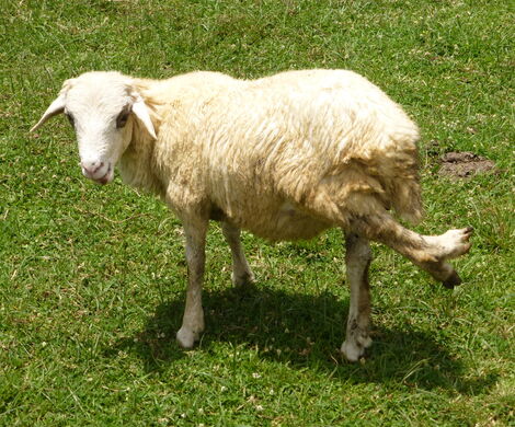 A sheep with a deformed leg at the Kitale Museum in Trans Nzoia County