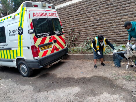 St John Ambulance paramedics Sakina and James (Right) tending to an injured marabou stork on June 28, 2021.