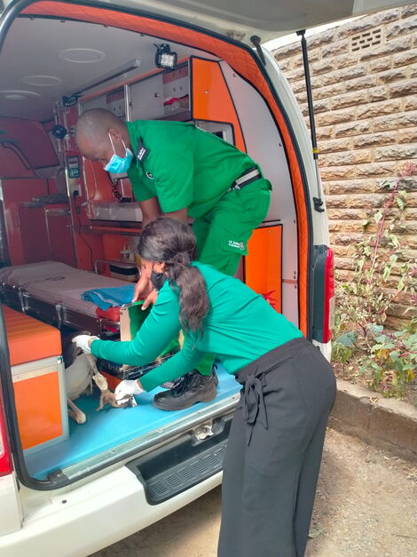 St John Ambulance paramedics load the an injured marabou stork on an ambulance, June 28, 2021.