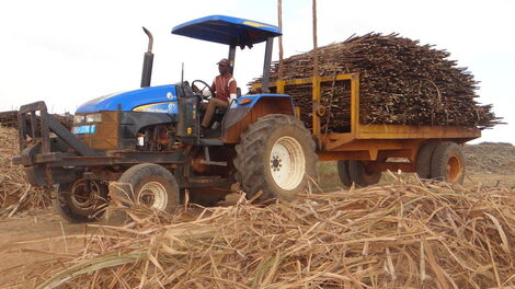 Sugarcane being transported on a tractor.