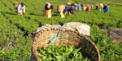 Image of a tea firm in Kenya