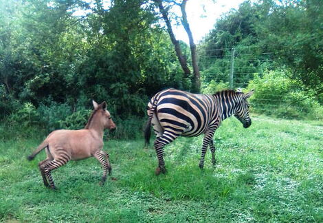 The Zonkey and its mum pictured at the Kenze Anti-Poaching Team’s base in Chyulu National Park in April 2020.