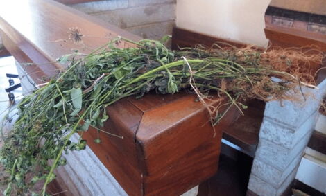 The bale of black-jack that was presented as evidence at the Embu Law Courts on June 30, 2020.