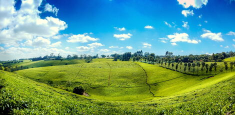 The extensive tea plantation in Tigoni Kiambu County