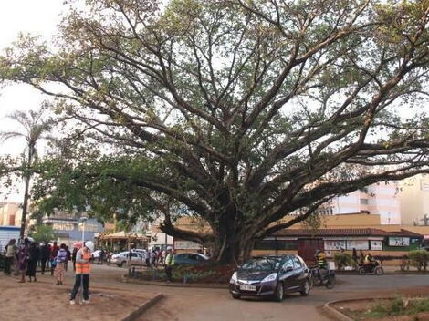 The fig tree located along Waiyaki Way.