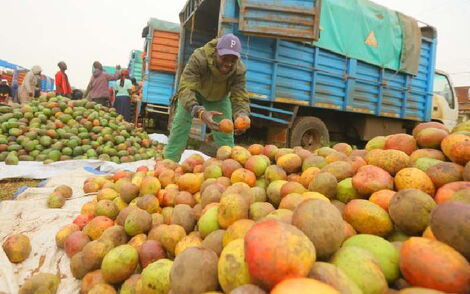 Traders display mangoes at Riosiri market in Kisii County 