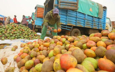 Traders display mangoes at Riosiri market in Kisii County