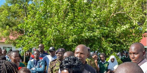 Photo of a Tree Planted by President William Ruto