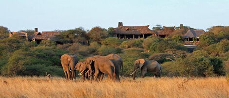 Undated photo of elephants at the Chyulu Hills National Park in Kenya