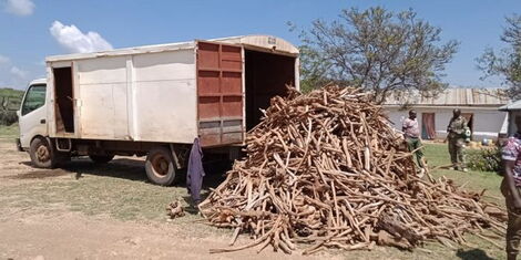 Undated photo of sandalwood taken out of a lorry 