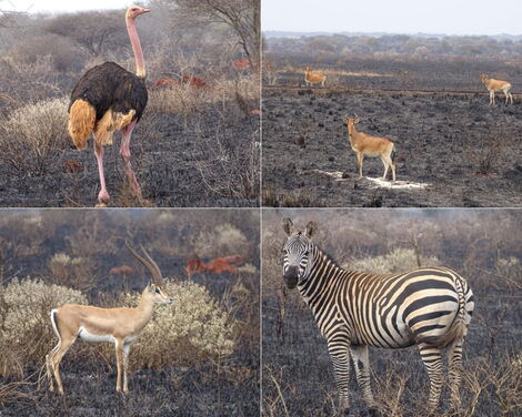 The aftermath of the fires at Tsavo Conservation area