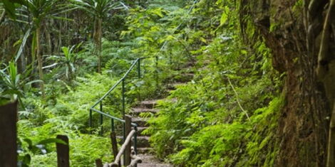 An undated image of a nature walk trail at Karura forest.