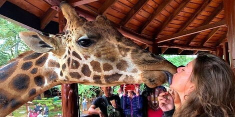 A tourist at girrafe centre in Nairobi kissing a girrafe. 