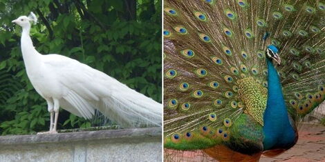A collage image of the exotic White Albino peacock (Left) and the Australian peacock (Right).
