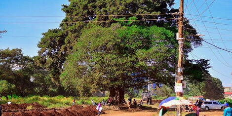 A long shot of the Mugumo Tree in Gitare, Kiambu County that was allegdly targeted by Kenya Railways to pave way for an upcoming construction of railway station. 