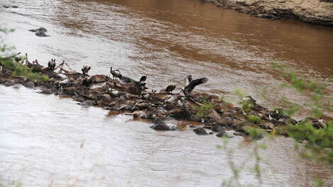 Vultures feed on hundreds of wildebeests that drowned on the afternoon of August 23, 2020 in a bizarre incident within the Maasai Mara Game Reserve.