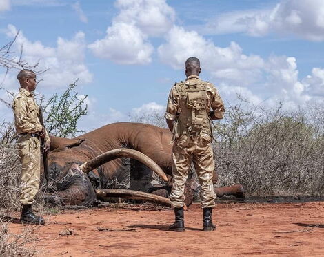 Wardens at the Tsavo West National Park next to the carcass of Lugard, the elephant