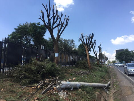 An image of Westlands Trees