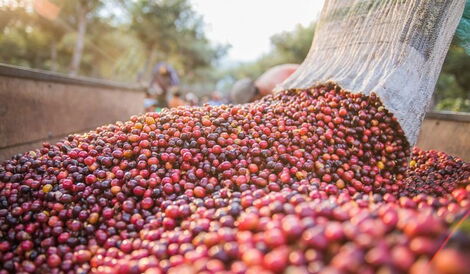 Coffee aired out to dry after harvesting in Kenya