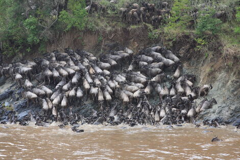 Wildebeest crossing the Mara River.