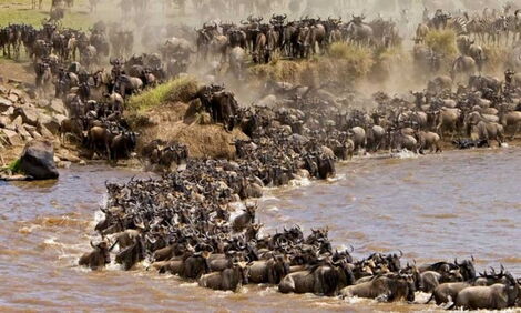 The Great Wildebeest migration.