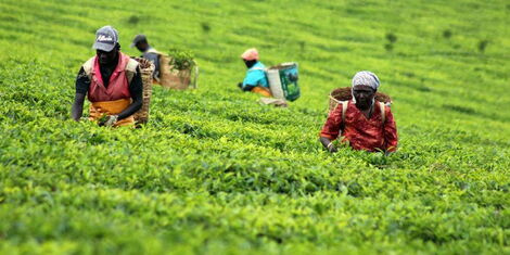 Workers pick tea at a farm in Kericho.