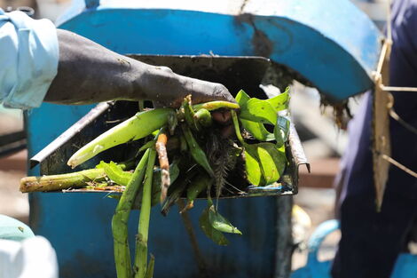 A worker shreds water hyacinth in order to be converted into clean cooking fuel.