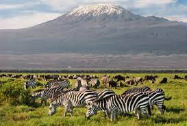 Zebras grazing in Amboseli National Park