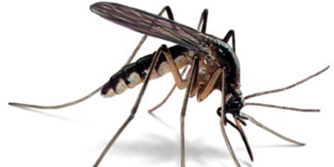 A female anopheles mosquito