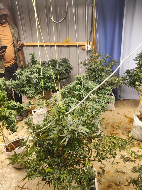 Graduate Busted Doing Bhang Smart Farming in 6-Bedroom Mansion [VIDEO]