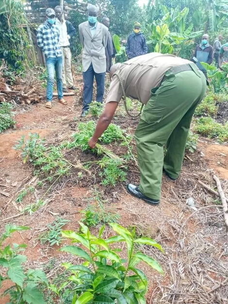 Police Officers Uprooting Bhang