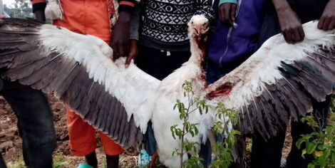 The white stock bird being held up by villagers after it was electrocuted in Kitale