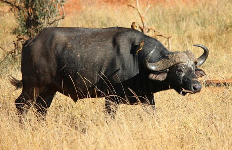 A file image of a buffalo