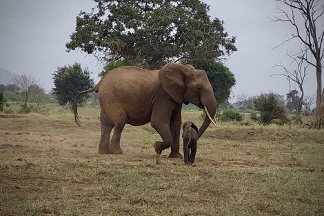 An elephant reunited with her calf after it was stuck in a water hole.