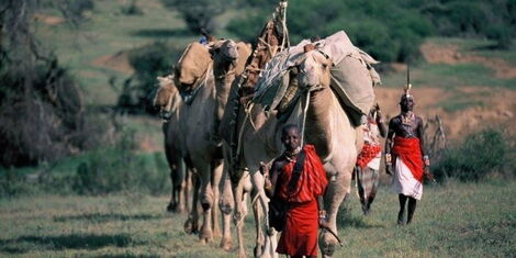 A file image of a young Maasai boy leading a herd of camels