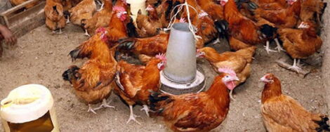 File image of a chicken peg