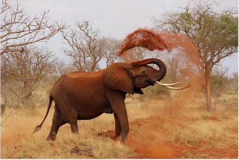 An image of an elephant taken playing with soil