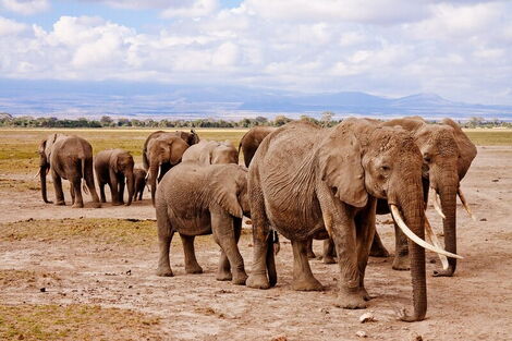 Elephants at a sanctuary in Kenya